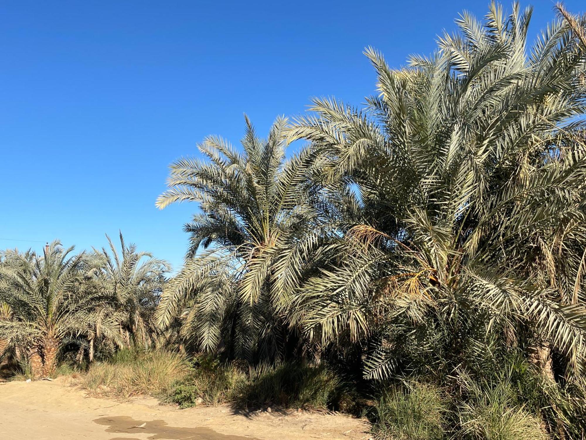Safari Camp Bahariya Oasis 호텔 Bawati 외부 사진